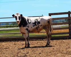 Steer in Paddock photo