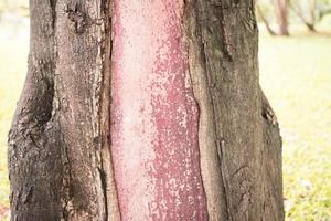 The trunk of the tree from which the bark is peeled off the wood is light red.The trunk of the tree where the bark is peeled off is light red photo