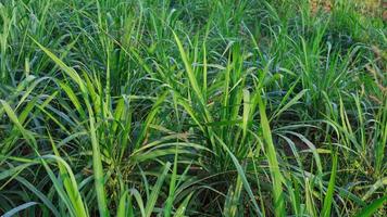 Mombasa guinea Paspalum Maximum Cv. Mombasa Grass for animals buffalo grass photo