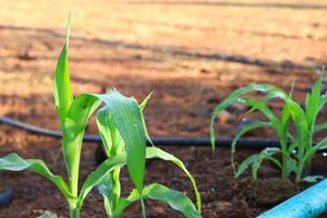 la planta de maíz está emergiendo en el jardín con un sistema de riego por goteo. foto