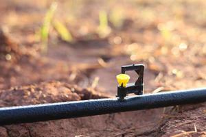 Los mini aspersores en el jardín reducen la sequía. foto
