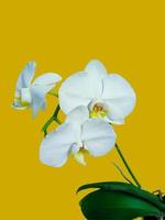 Photo of a beautiful white phalaenopsis flower