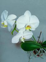 una hermosa flor de falaenopsis blanca foto