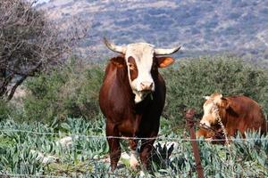 Nahariya Israel April 17, 2020. A herd of cows is grazing in a forest clearing. photo