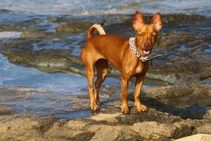 Nahariya Israel October 14, 2019. Dog on a walk in a city guy by the sea. photo