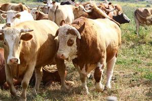 Nahariya Israel April 17, 2020. A herd of cows is grazing in a forest clearing. photo