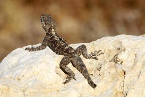 el lagarto se sienta en una piedra en un parque de la ciudad junto al mar. foto