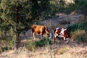 Nahariya Israel April 17, 2020. A herd of cows is grazing in a forest clearing. photo