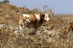 Nahariya Israel April 17, 2020. A herd of cows is grazing in a forest clearing. photo