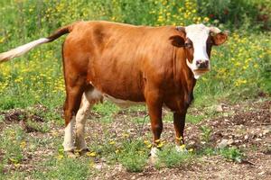 Nahariya Israel April 17, 2020. A herd of cows is grazing in a forest clearing. photo