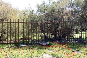 Nahariya Israel August 1, 2019. Fence in a city park on the shores of the Mediterranean Sea. photo