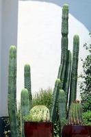 The cactus is large and prickly grown in the city park. photo