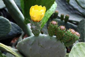 el cactus es grande y espinoso y crece en el parque de la ciudad. foto