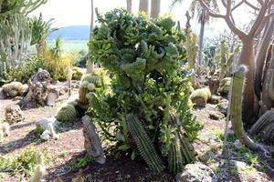 The cactus is large and prickly grown in the city park. photo