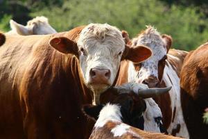 Nahariya Israel April 17, 2020. A herd of cows is grazing in a forest clearing. photo