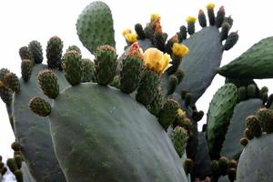 el cactus es grande y espinoso y crece en el parque de la ciudad. foto