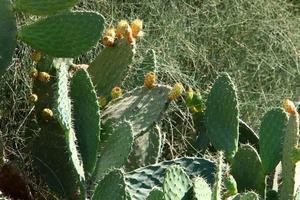 el cactus es grande y espinoso y crece en el parque de la ciudad. foto