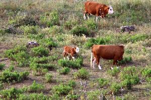 Nahariya Israel April 17, 2020. A herd of cows is grazing in a forest clearing. photo