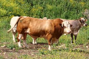 Nahariya Israel April 17, 2020. A herd of cows is grazing in a forest clearing. photo