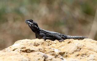 el lagarto se sienta en una piedra en un parque de la ciudad junto al mar. foto