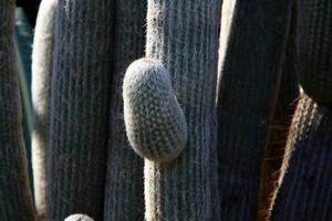 The cactus is large and prickly grown in the city park. photo