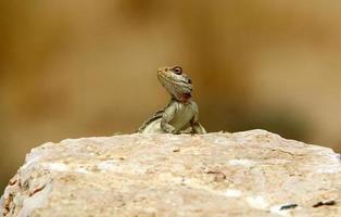 The lizard sits on a stone in a city park by the sea. photo