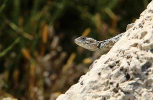 The lizard sits on a stone in a city park by the sea. photo