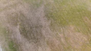 fattorie britanniche di campi agricoli e di raccolta all'ora del tramonto. riprese ad alto angolo riprese con la fotocamera del drone in una calda giornata estiva dell'Inghilterra video