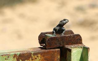 The lizard sits on a stone in a city park by the sea. photo