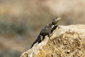 The lizard sits on a stone in a city park by the sea. photo