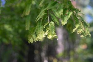 green branches of larch on blurred background with bokeh photo