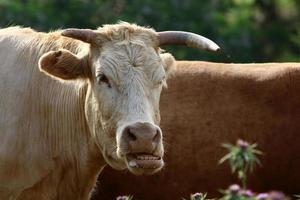 Nahariya Israel April 17, 2020. A herd of cows is grazing in a forest clearing. photo