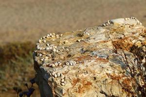 nahariya israel 5 de junio de 2019. piedras y conchas a orillas del mar mediterráneo. foto