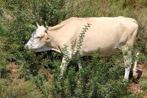 Nahariya Israel April 17, 2020. A herd of cows is grazing in a forest clearing. photo