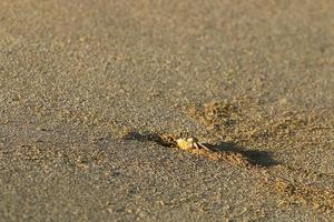 Sand crab on the shores of the Mediterranean Sea. photo