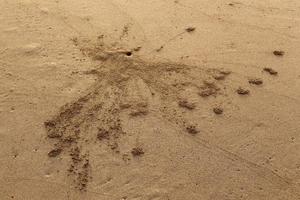 Sand crab on the shores of the Mediterranean Sea. photo