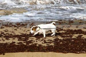 Nahariya Israel October 14, 2019. Dog on a walk in a city guy by the sea. photo