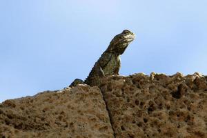 el lagarto se sienta en una piedra en un parque de la ciudad junto al mar. foto