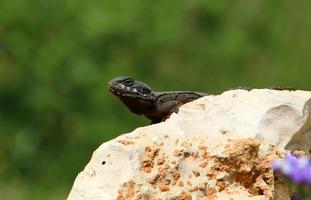 el lagarto se sienta en una piedra en un parque de la ciudad junto al mar. foto