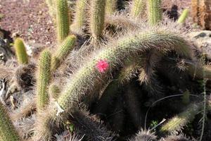 The cactus is large and prickly grown in the city park. photo