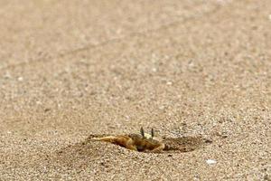 Sand crab on the shores of the Mediterranean Sea. photo