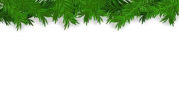 blank white background with green pine branches f vector