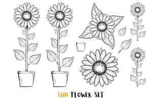 Set of sunflower vector drawing. Black and white flower garden seamless pattern.