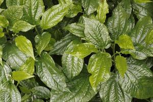 fresh and green leaves photo