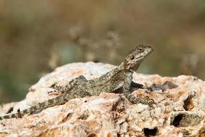 The lizard sits on a stone in a city park by the sea. photo