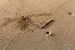 Sand crab on the shores of the Mediterranean Sea. photo