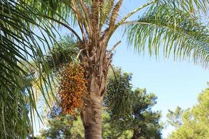 Rich harvest of dates on palm trees in the city park. photo