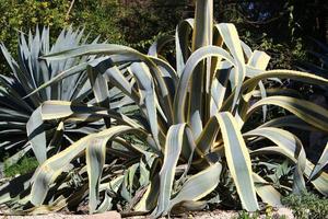 The cactus is large and prickly grown in the city park. photo