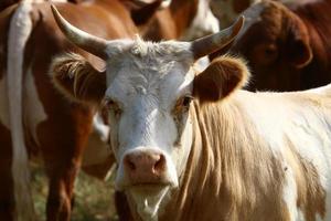 Nahariya Israel April 17, 2020. A herd of cows is grazing in a forest clearing. photo