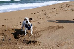 nahariya israel 14 de octubre de 2019. perro paseando en un chico de la ciudad junto al mar. foto